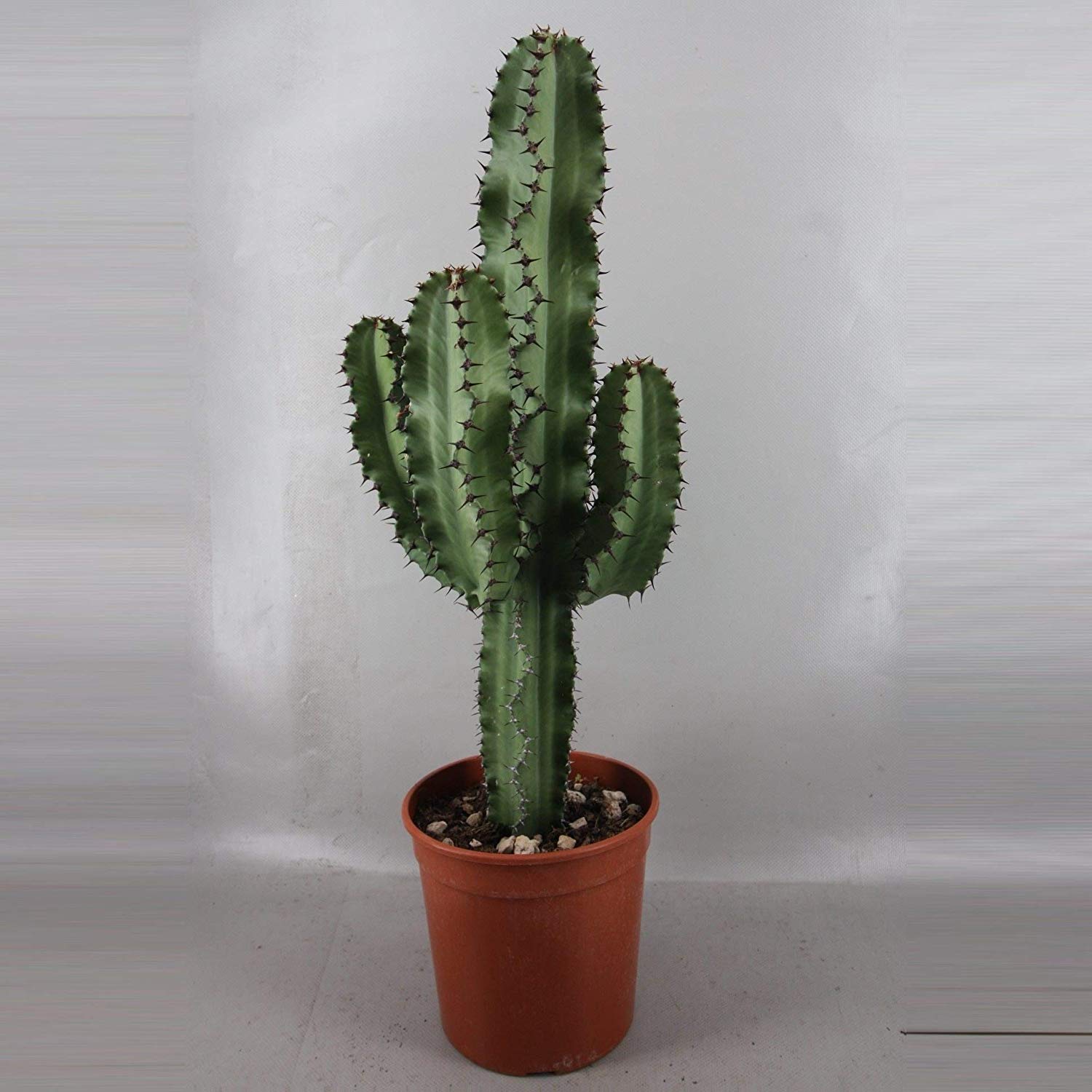 CACTUS 70 CM